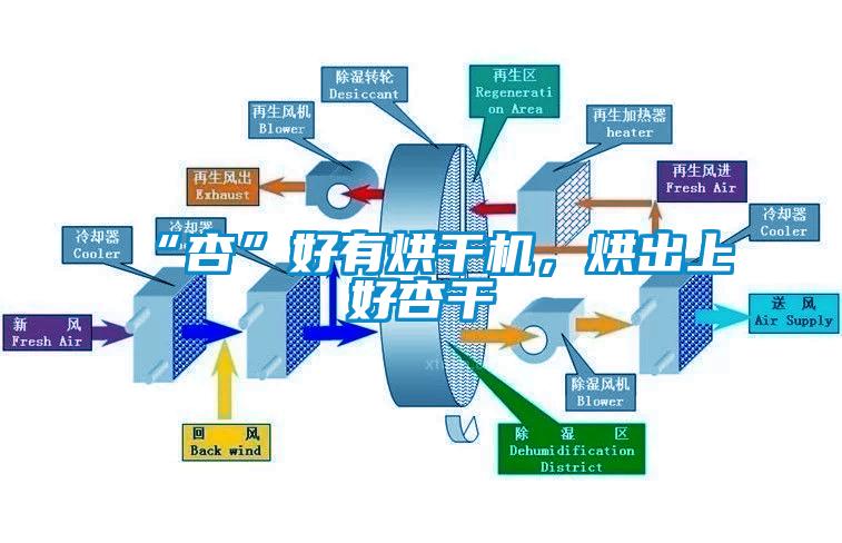“杏”好有烘干機(jī)，烘出上好杏干