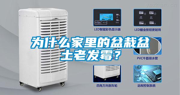 為什么家里的盆栽盆土老發(fā)霉？
