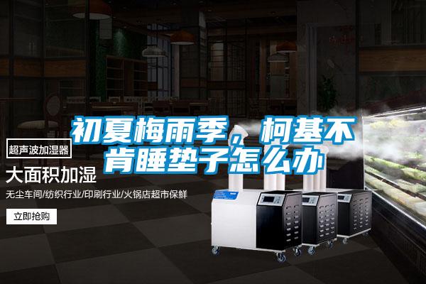 初夏梅雨季，柯基不肯睡墊子怎么辦