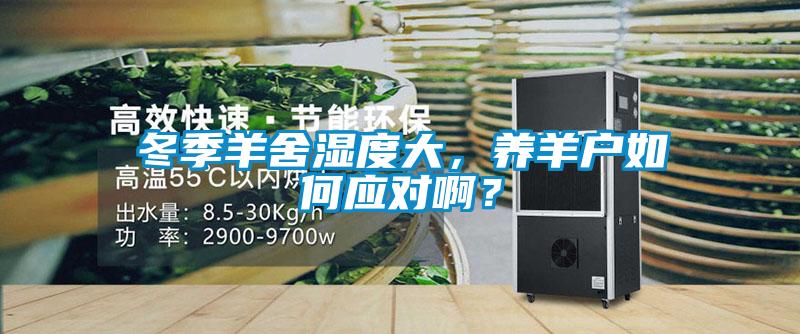 冬季羊舍濕度大，養(yǎng)羊戶如何應(yīng)對(duì)??？