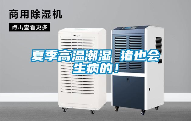 夏季高溫潮濕 豬也會生病的！