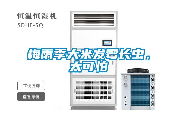 梅雨季大米發(fā)霉長(zhǎng)蟲，太可怕