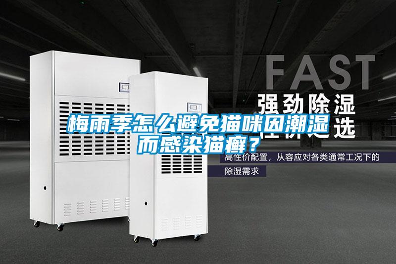 梅雨季怎么避免貓咪因潮濕而感染貓癬？