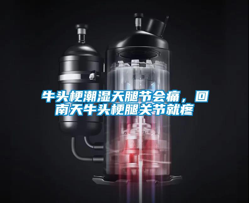 牛頭梗潮濕天腿節(jié)會(huì)痛，回南天牛頭梗腿關(guān)節(jié)就疼