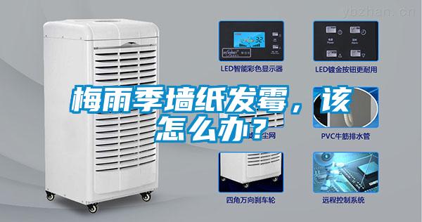 梅雨季墻紙發(fā)霉，該怎么辦？