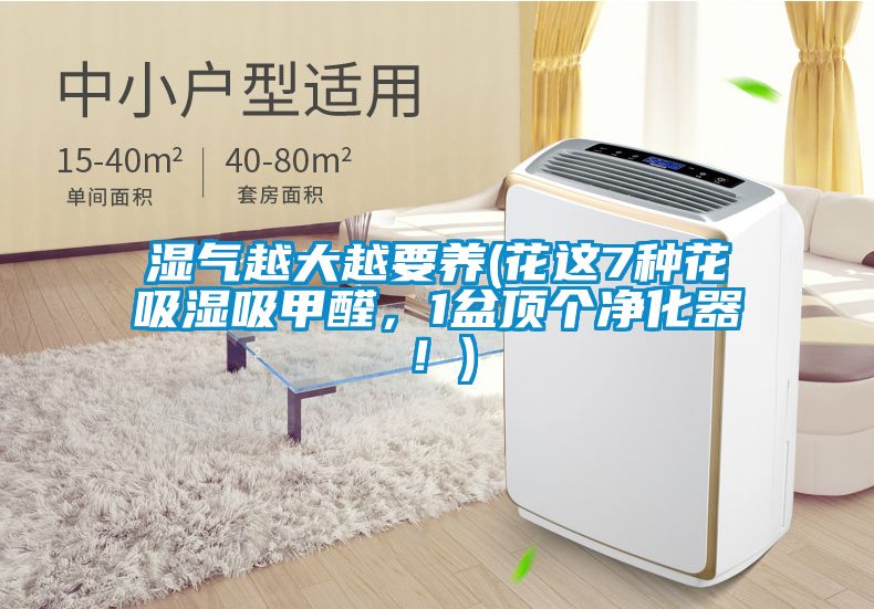 濕氣越大越要養(yǎng)(花這7種花吸濕吸甲醛，1盆頂個凈化器！)